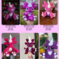 Toxel Crochet Pattern