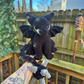 Black Dragon
