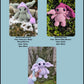 Eepy the Elf PDF Pattern