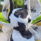 Milk & Honey Bat (ready to ship)
